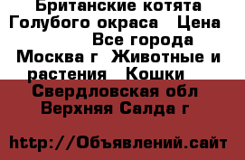 Британские котята Голубого окраса › Цена ­ 8 000 - Все города, Москва г. Животные и растения » Кошки   . Свердловская обл.,Верхняя Салда г.